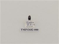 藏品(鞘翅目(2))的圖片